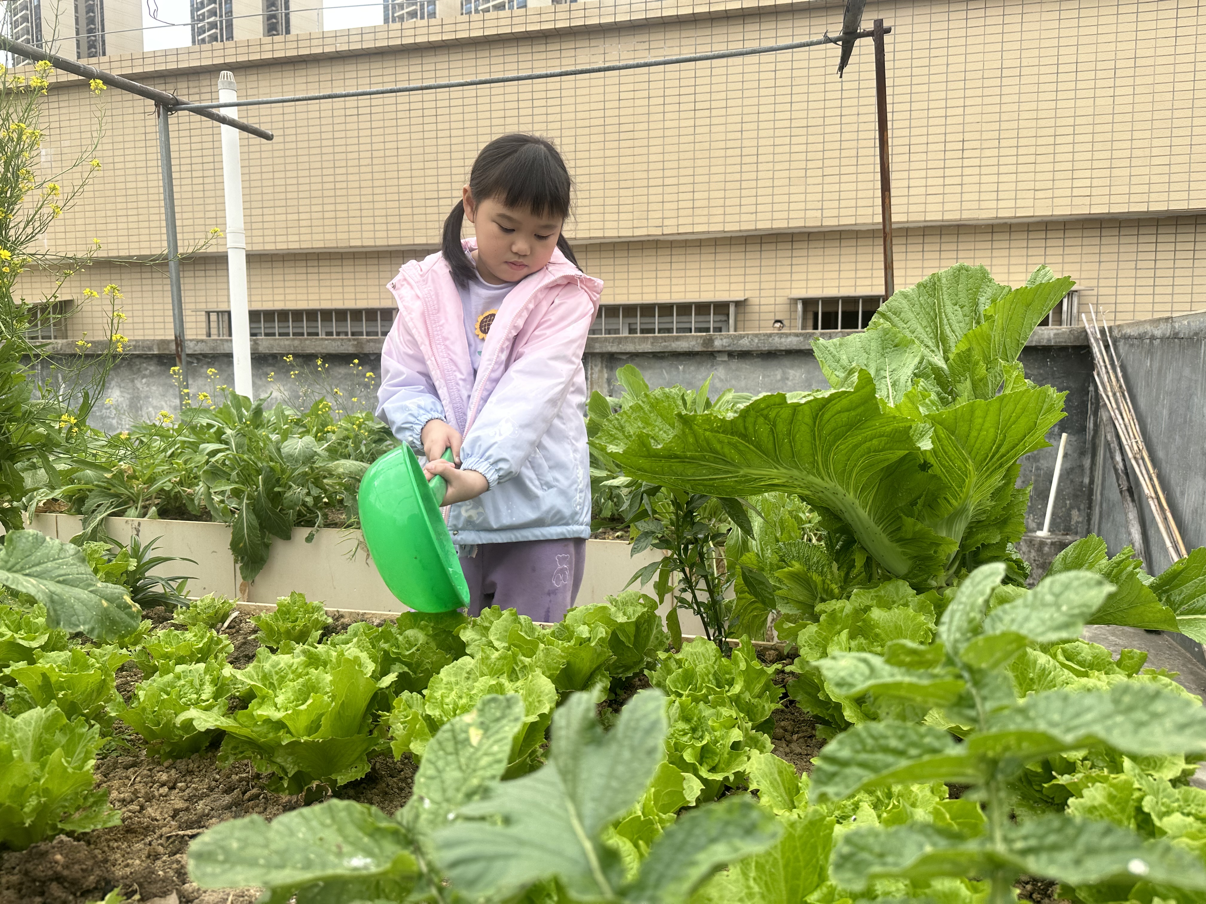 淋菜.jpg